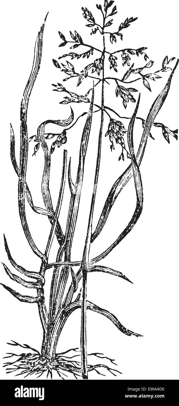 Meadow Grass or Poa pratensis, vintage engraved illustration. Trousset encyclopedia (1886 - 1891). Stock Vector