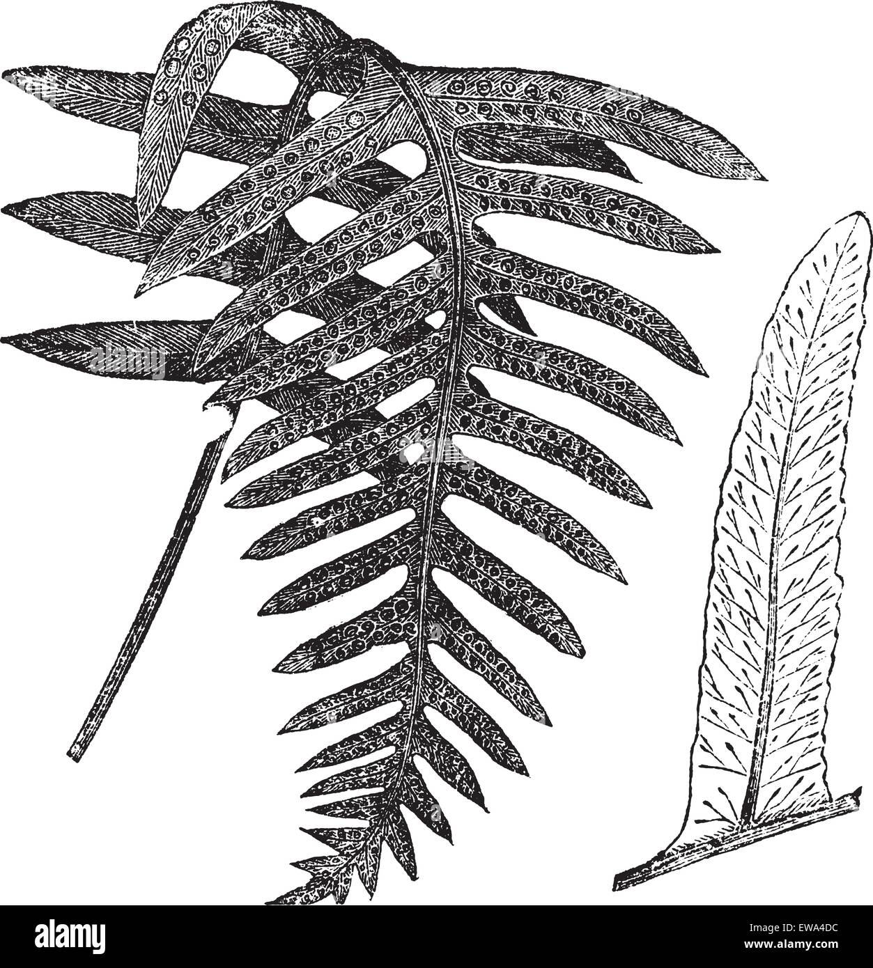 Polypody or Polypodium vulgare, vintage engraved illustration. Trousset encyclopedia (1886 - 1891). Stock Vector