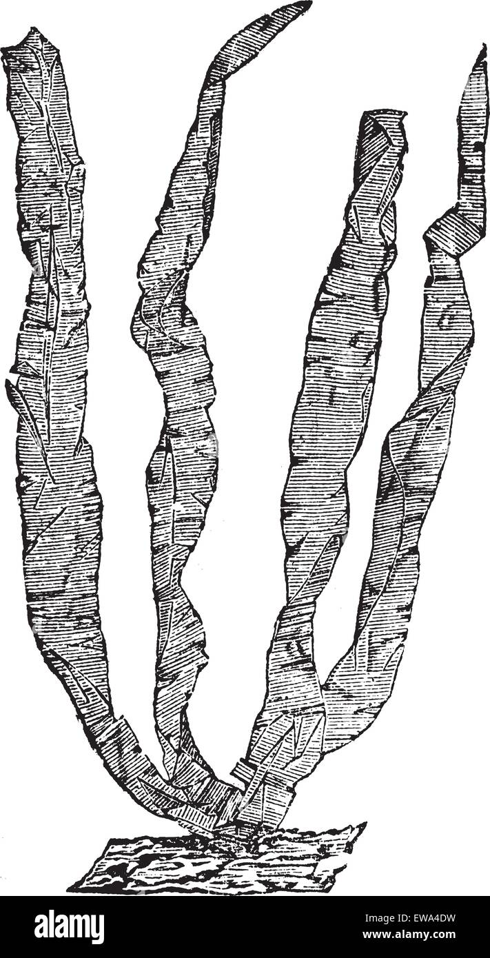 Seaweed or Porphyra sp., vintage engraved illustration. Trousset encyclopedia (1886 - 1891). Stock Vector