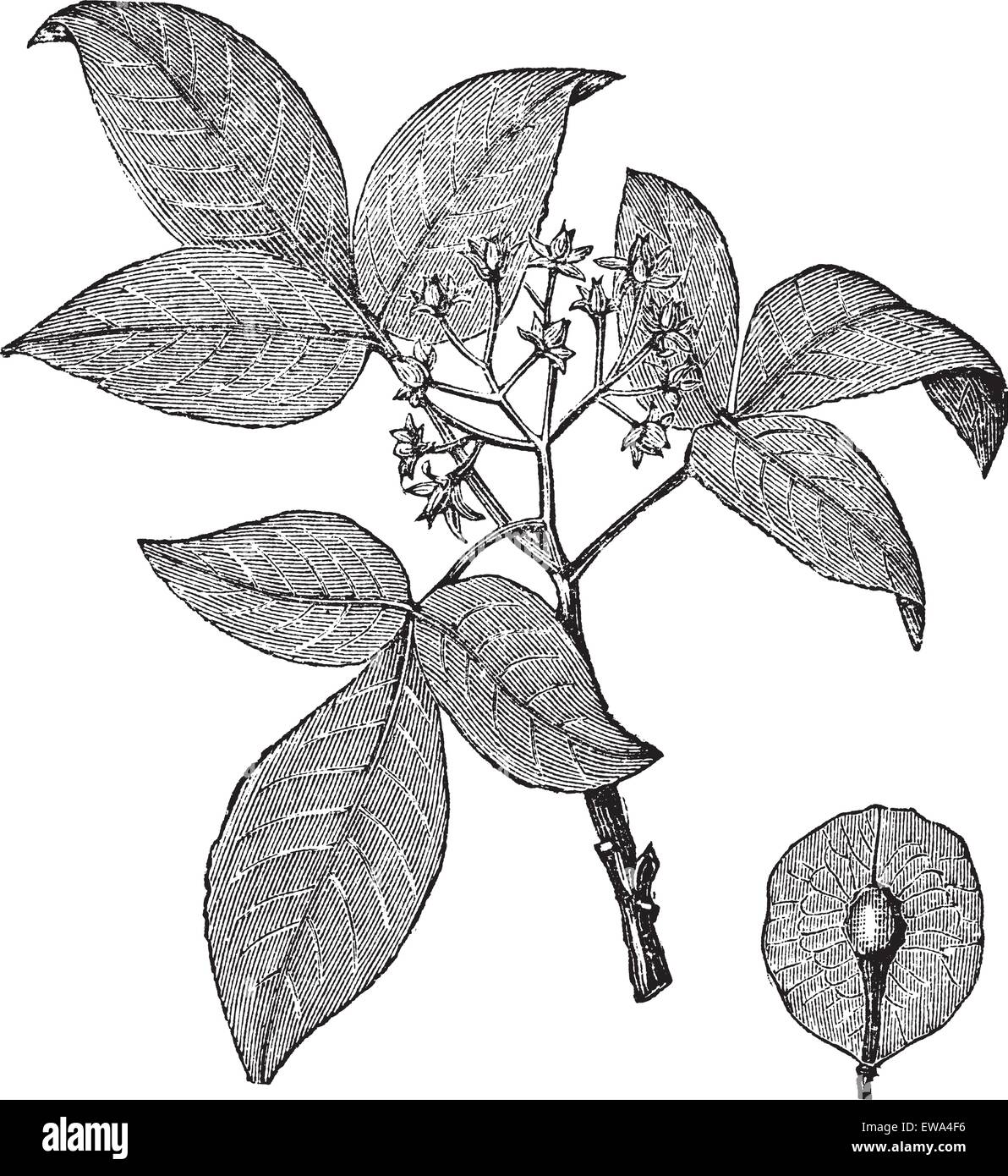Hoptree or Ptelea trifoliata or Wafer Ash, vintage engraving. Old engraved illustration of Hoptree isolated on a white background. Stock Vector