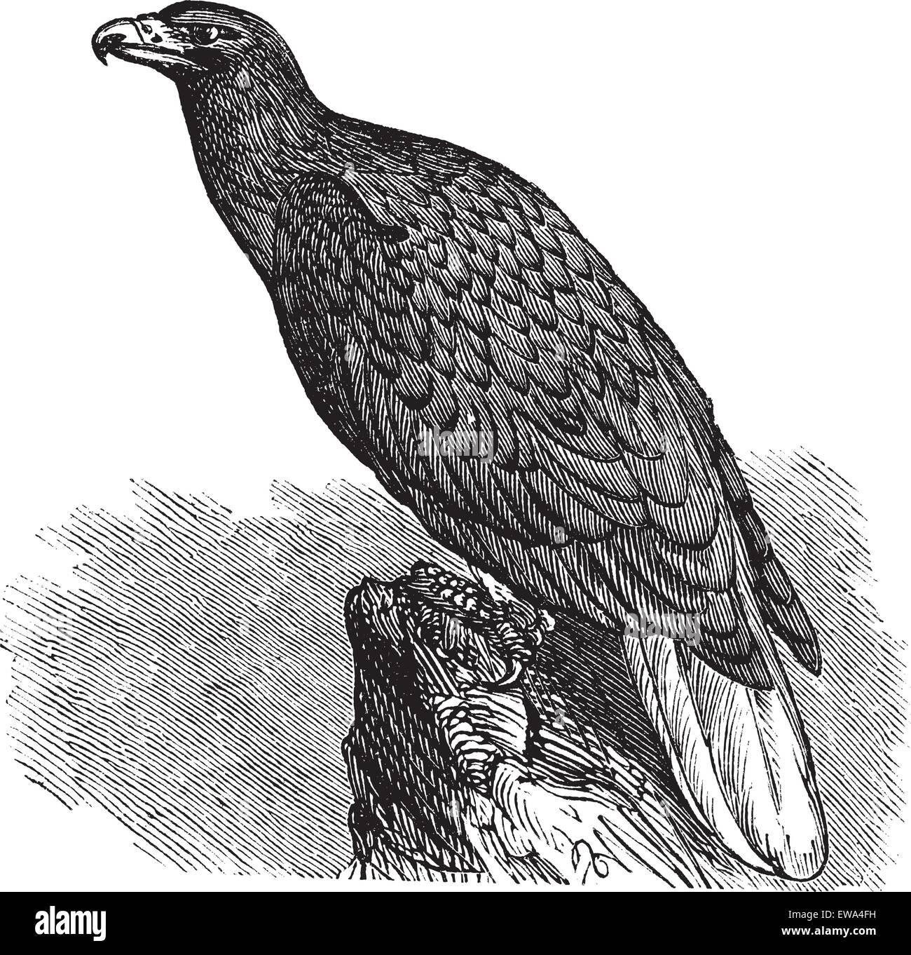 Eagle of Europe (Haliaeetus albicilla) or White-tailed Eagle or Erne or Sea-eagle, vintage engraved illustration. Trousset encyclopedia (1886 - 1891). Stock Vector