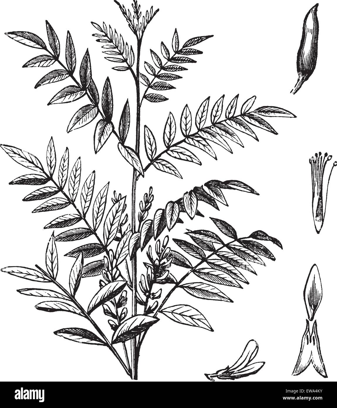 Liquorice or Glycyrrhiza glabra or Licorice or Glycyrrhiza glandulifera, vintage engraving. Old engraved illustration of Liquorice isolated on a white background. Stock Vector