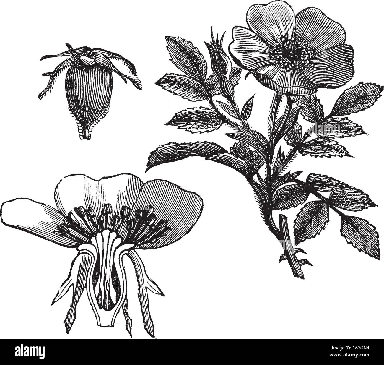 Carolina rose or Rosa carolina or Pasture rose or Low rose, vintage engraving. Old engraved illustration of Carolina rose with flower and fruit  isolated on a white background. Stock Vector