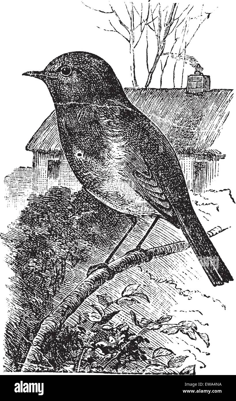 European Robin or Erithacus rubecula or Robin, vintage engraving. Old engraved illustration of European Robin waiting on a branch. Stock Vector