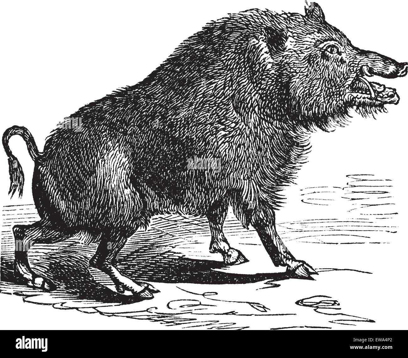 Wild boar or Sus scrofa or Wild pig or Wild hog or Razorback or Boar or European Boar, vintage engraving. Old engraved illustration of Wild boar. Stock Vector