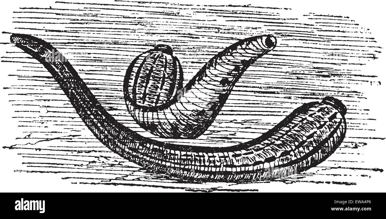 Leeches, vintage engraving. Old engraved illustration of two Leeches in the water. Stock Vector