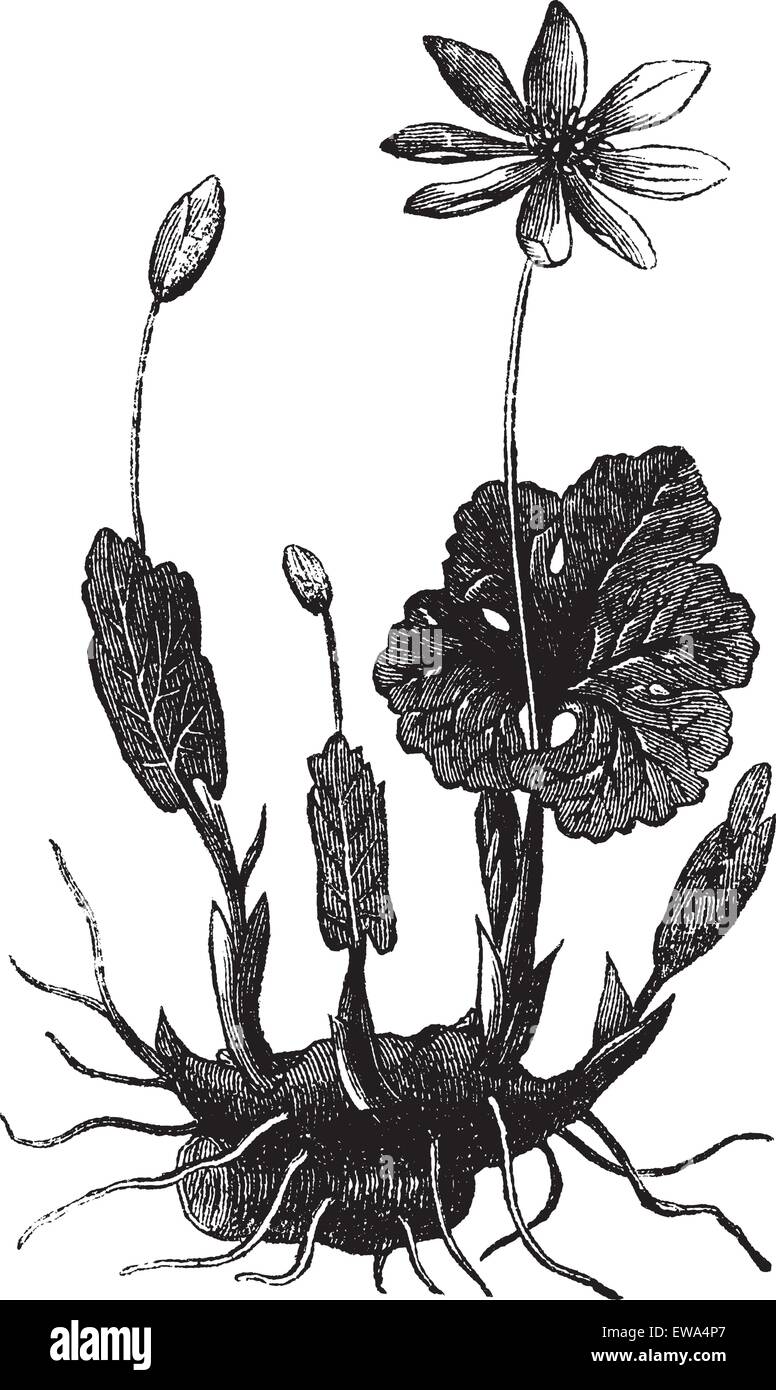 Bloodroot or Sanguinaria canadensis or Bloodwort or Red puccoon root or Pauson or Tetterwort, vintage engraving. Old engraved illustration of Bloodroot isolated on a white background. Stock Vector