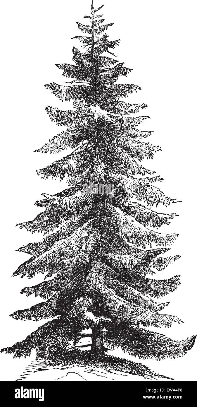 Norway Spruce or Picea abies or European Spruce, vintage engraving. Old engraved illustration of Norway Spruce tree. Stock Vector