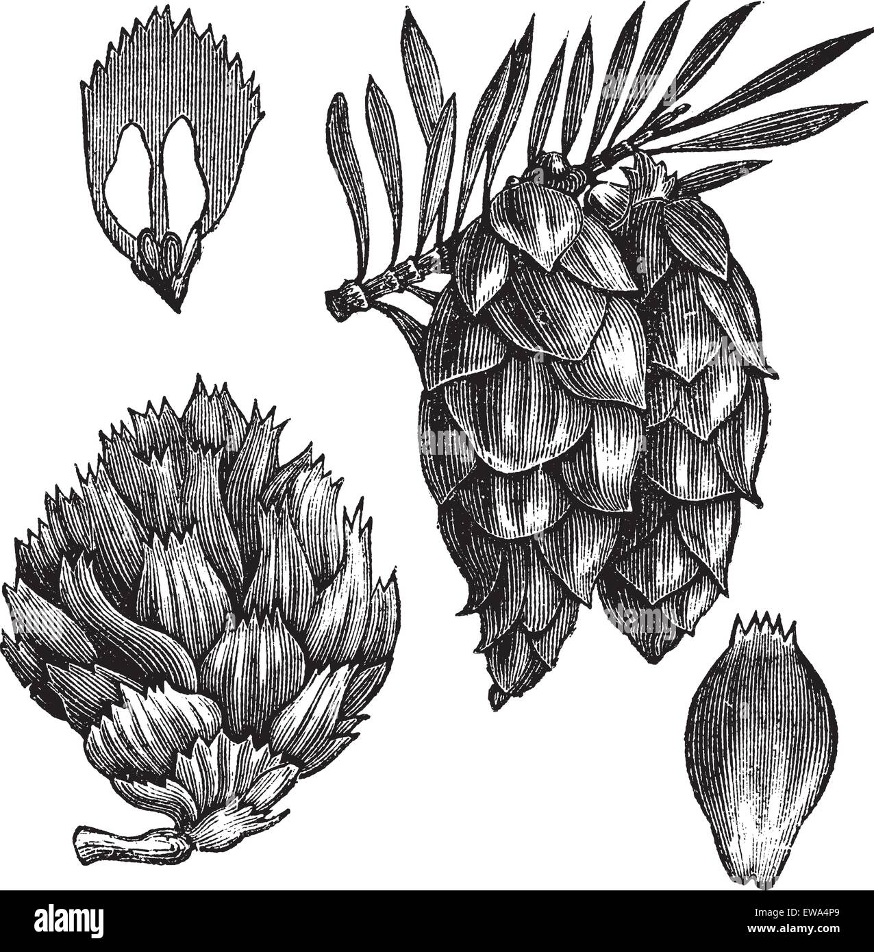 Black Spruce or Picea mariana or Abies mariana or Picea brevifolia or Picea nigra, vintage engraving. Old engraved illustration Stock Vector