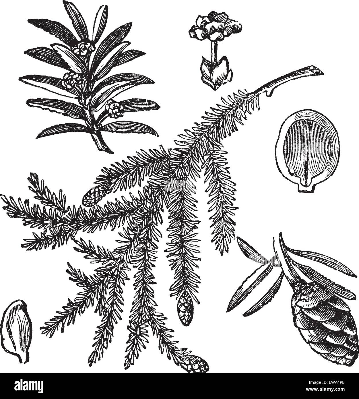 Canadian Hemlock or Tsuga canadensis or Eastern Hemlock, vintage engraving. Old engraved illustration of Canadian Hemlock isolated on a white background. Stock Vector