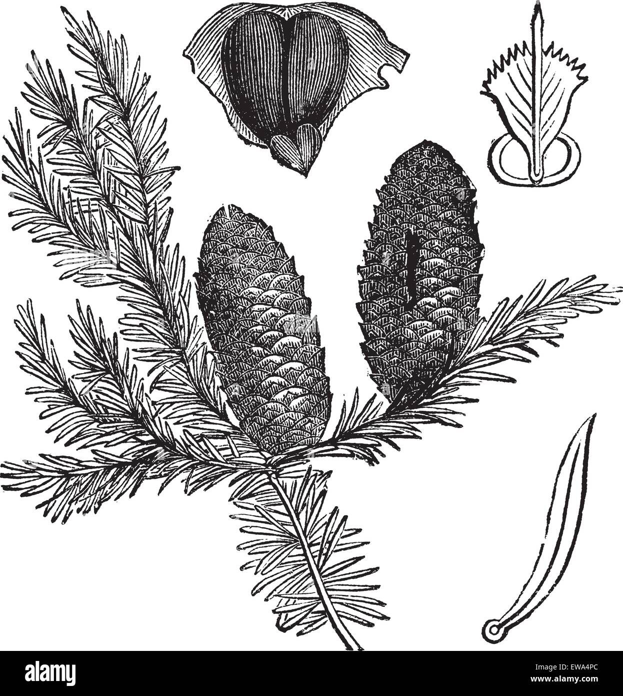 Balsam fir or Abies balsamea, vintage engraving. Old engraved illustration of Balsam fir isolated on a white background. Stock Vector