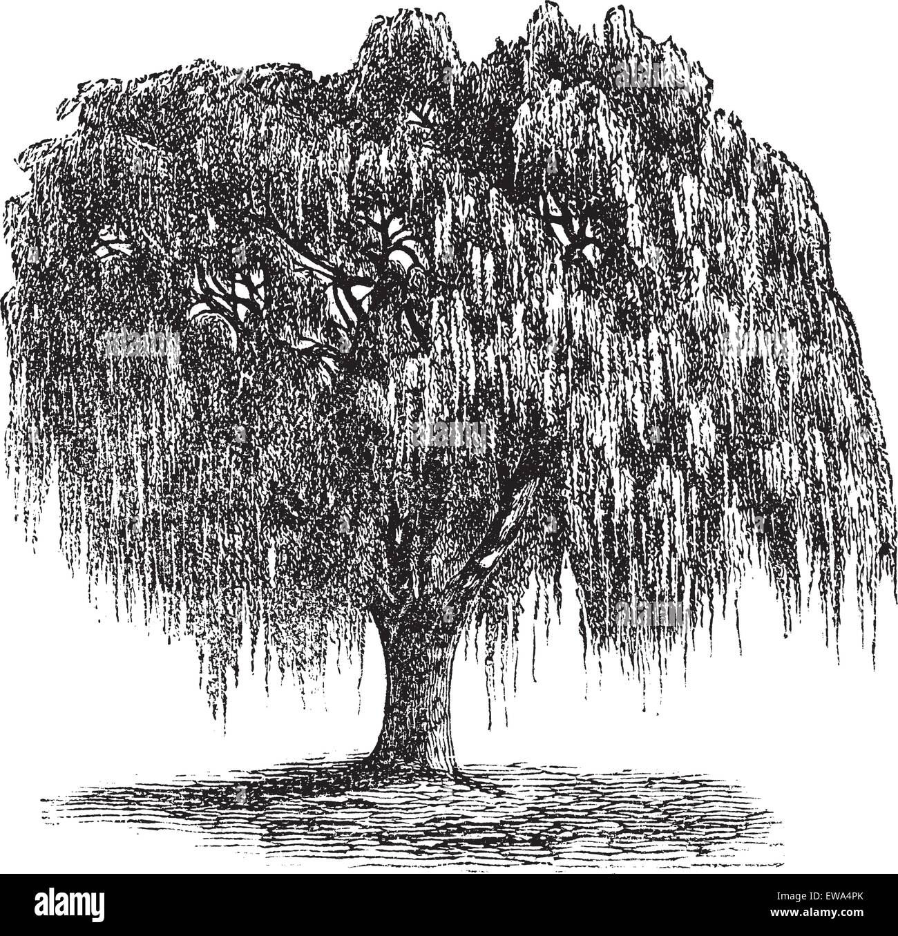 Babylon Willow or Salix babylonica or Peking Willow or Weeping willow, vintage engraving. Old engraved illustration of Babylon Willow tree. Stock Vector