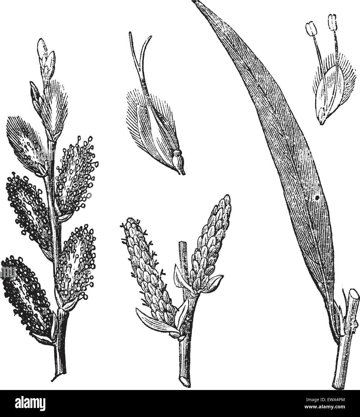 Common Osier or Salix viminalis or Osier or Basket willow, vintage engraving. Old engraved illustration of Common Osier with male and female flowers isolated on a white background. Stock Vector