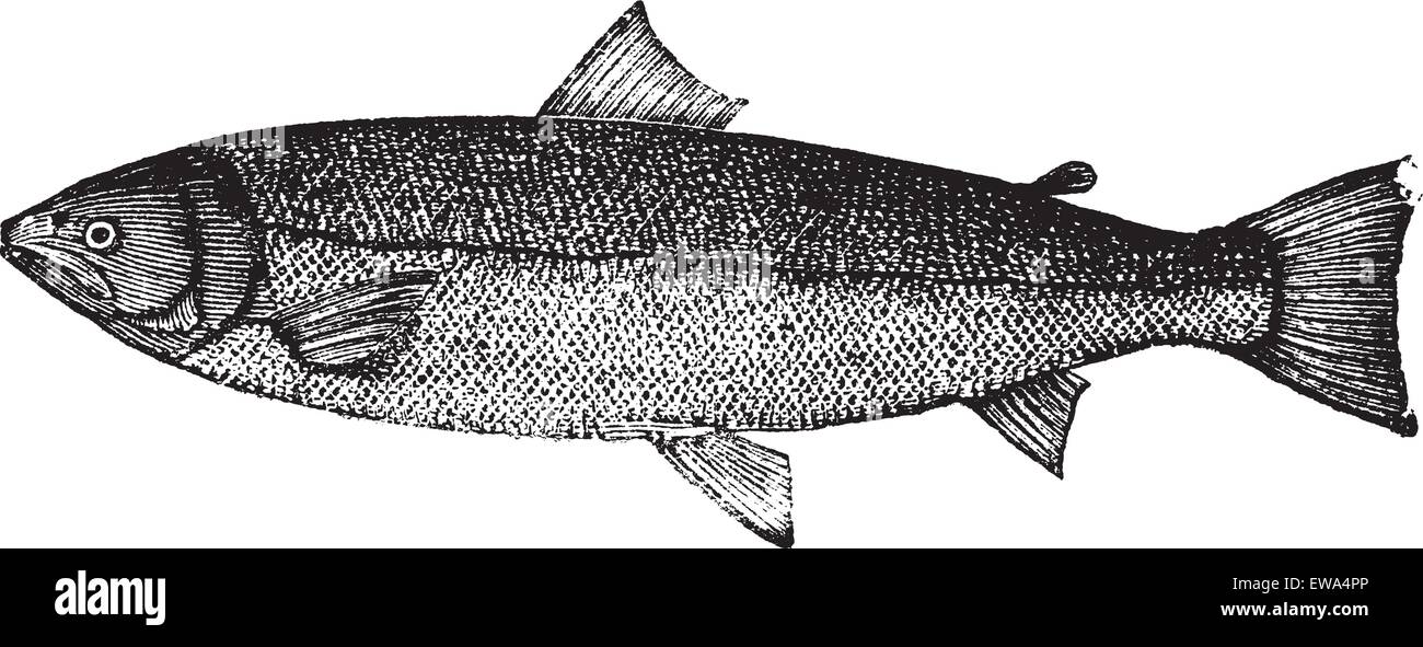 Atlantic salmon or Salmo salar or Bay salmon or Black salmon or Caplin-scull salmon or Fiddler or Grilse or Grilt or Kelt Stock Vector