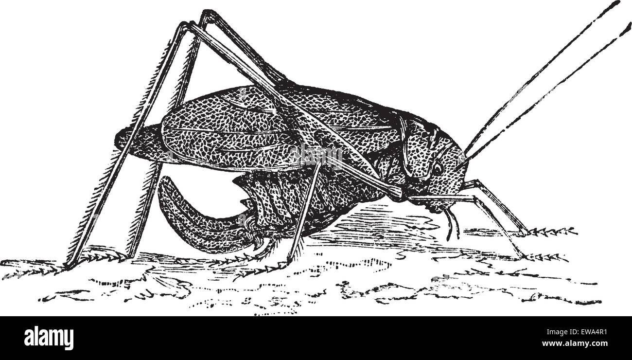 Oblong-Winged katydid or Amblycorypha oblongifolia or Long-horned grasshopper, vintage engraving. Old engraved illustration of Oblong-Winged katydid. Stock Vector