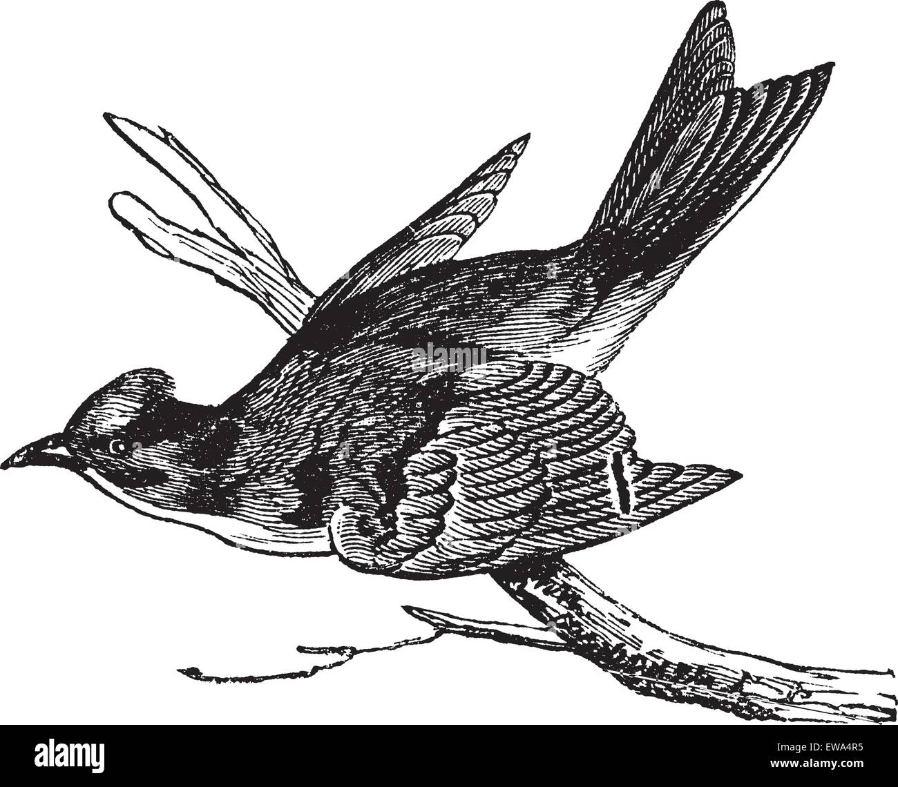 Pewee (Sayornis fuscus), vintage engraved illustration. Pewee perched on tree branch. Trousset encyclopedia (1886 - 1891). Stock Vector