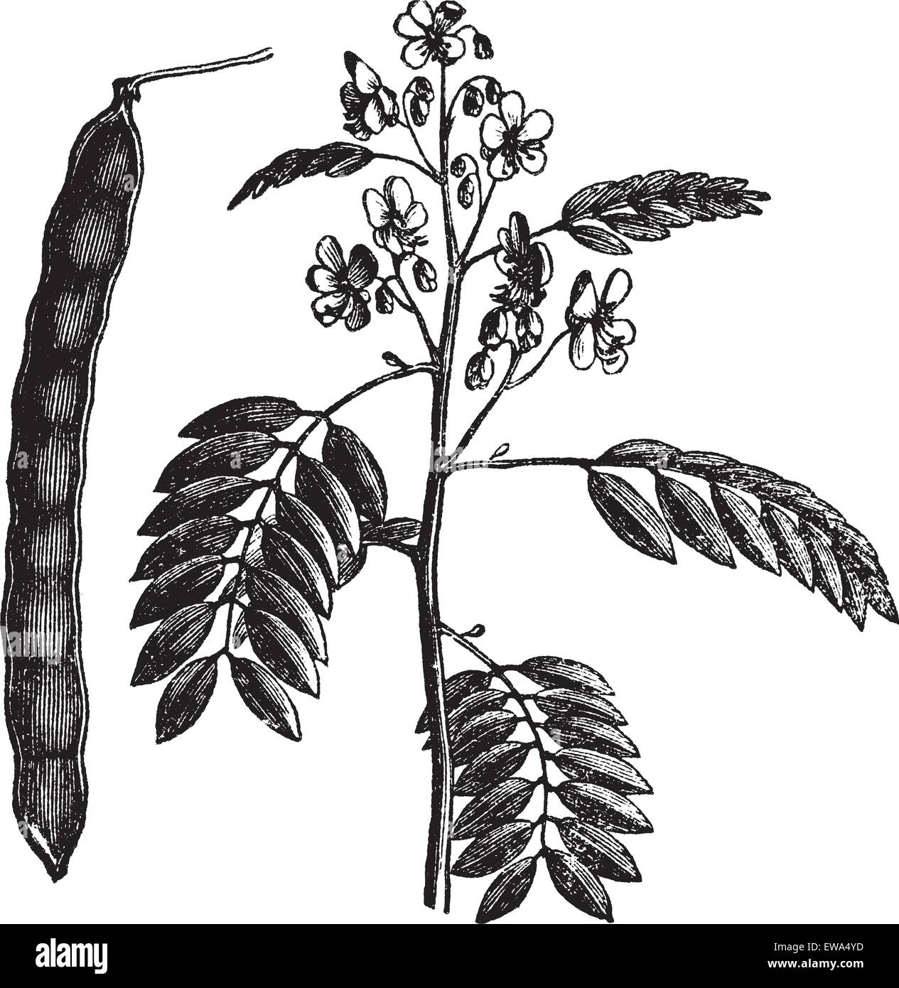 American Senna or Senna hebecarpa or Wild Senna or Cassia hebecarpa or Senna hebecarpa, vintage engraving. Old engraved illustration of American Senna isolated on a white background. Stock Vector