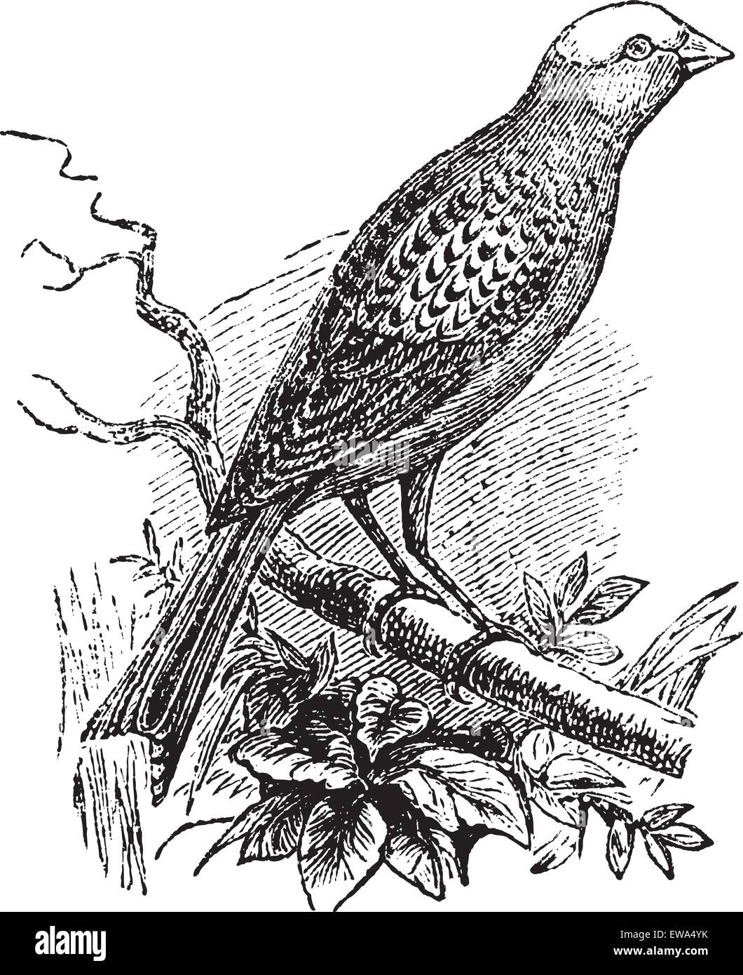 Lizard Canary, vintage engraving. Old engraved illustration of Lizard ...