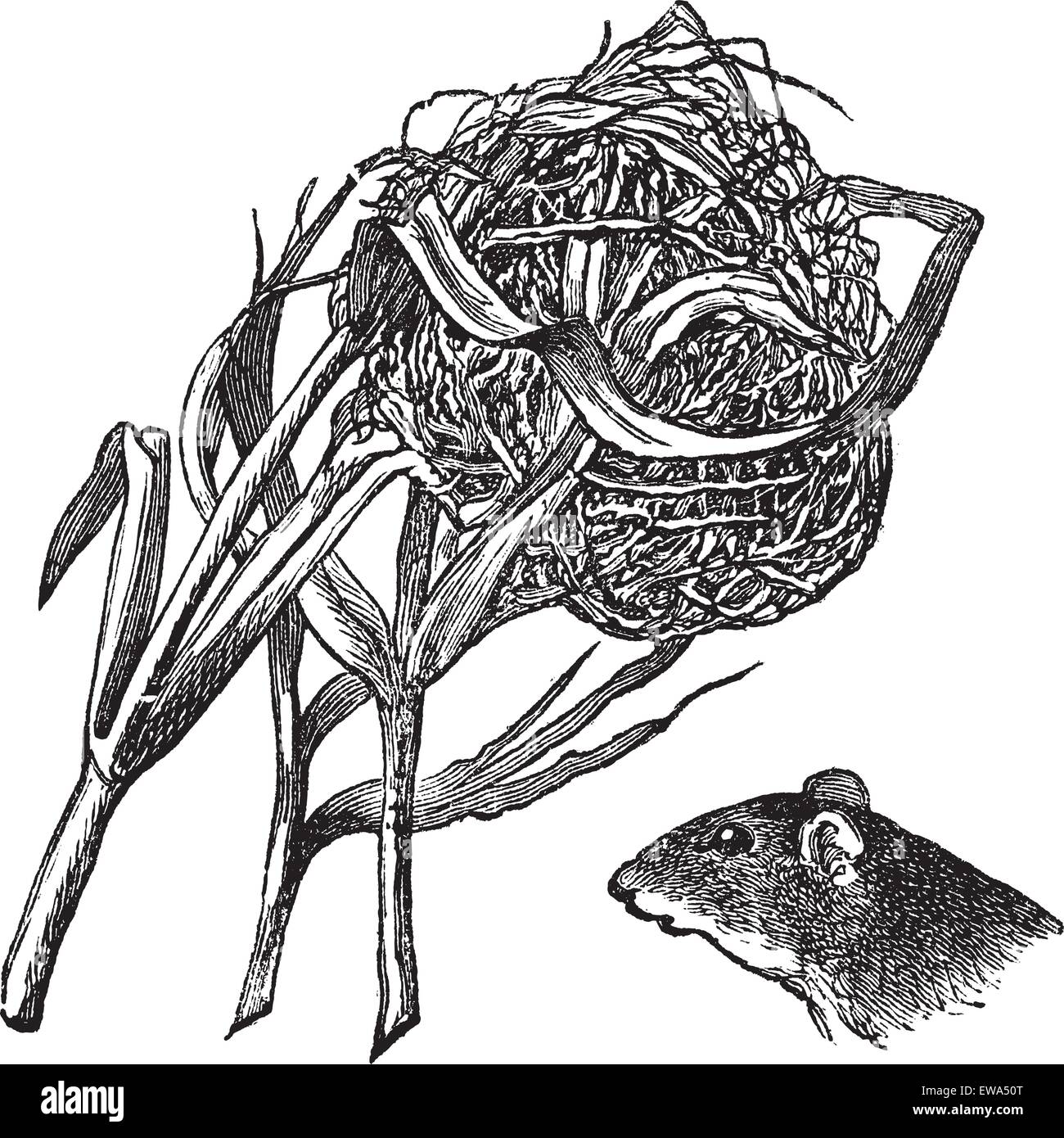 Nest and the head of harvest mouse, vintage engraving. Old engraved illustration of nest and the head of harvest mouse isolated Stock Vector