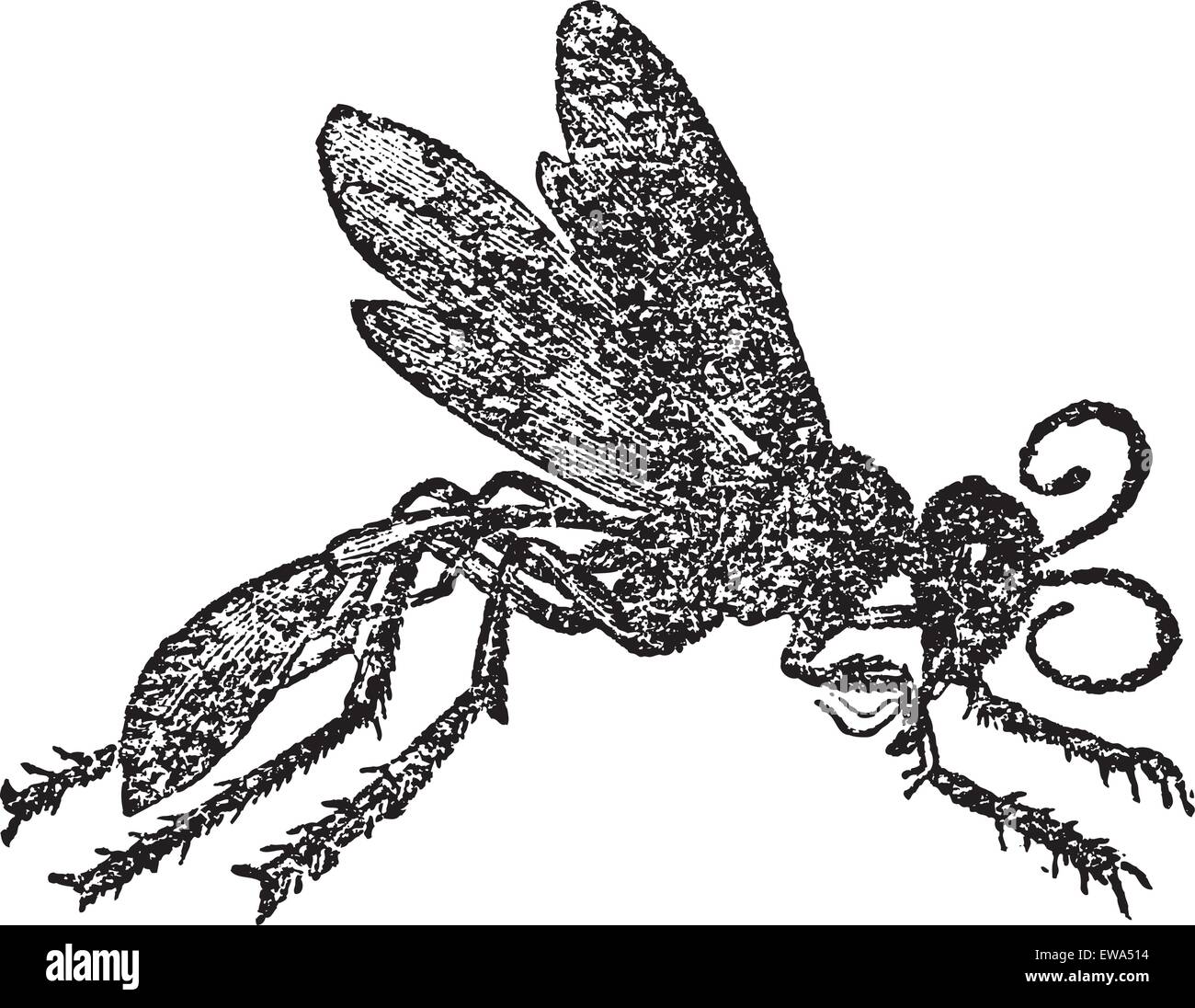 Sphex sabulosa, vintage engraving. Old engraved illustration of female Sphex sabulosa. Stock Vector