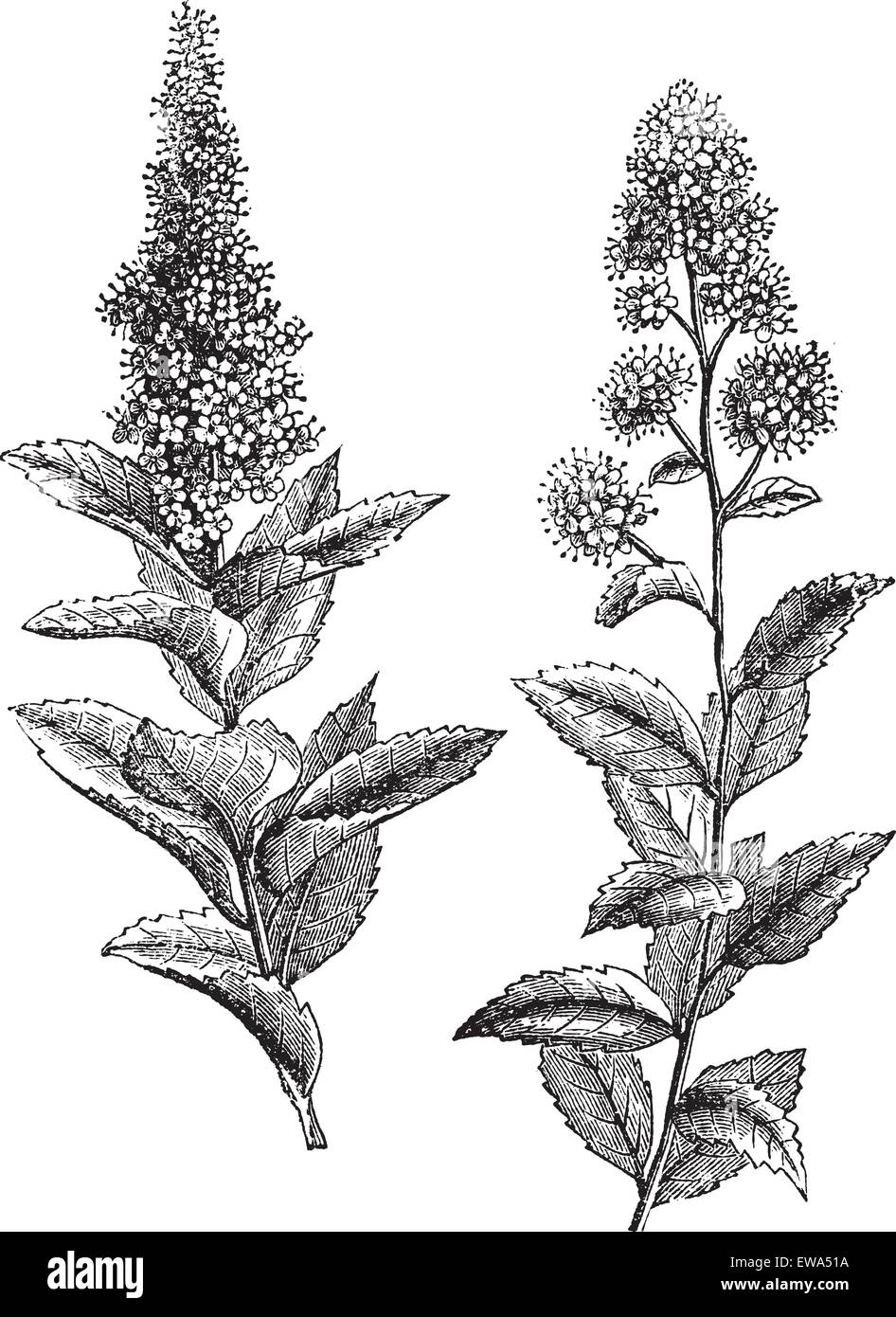 Spiraea salicifolia and Steeplebush or Spiraea tomentosa or Hardhack, vintage engraving. Old engraved illustration of Spiraea salicifolia (1) and Steeplebush (2) isolated on a white background. Stock Vector