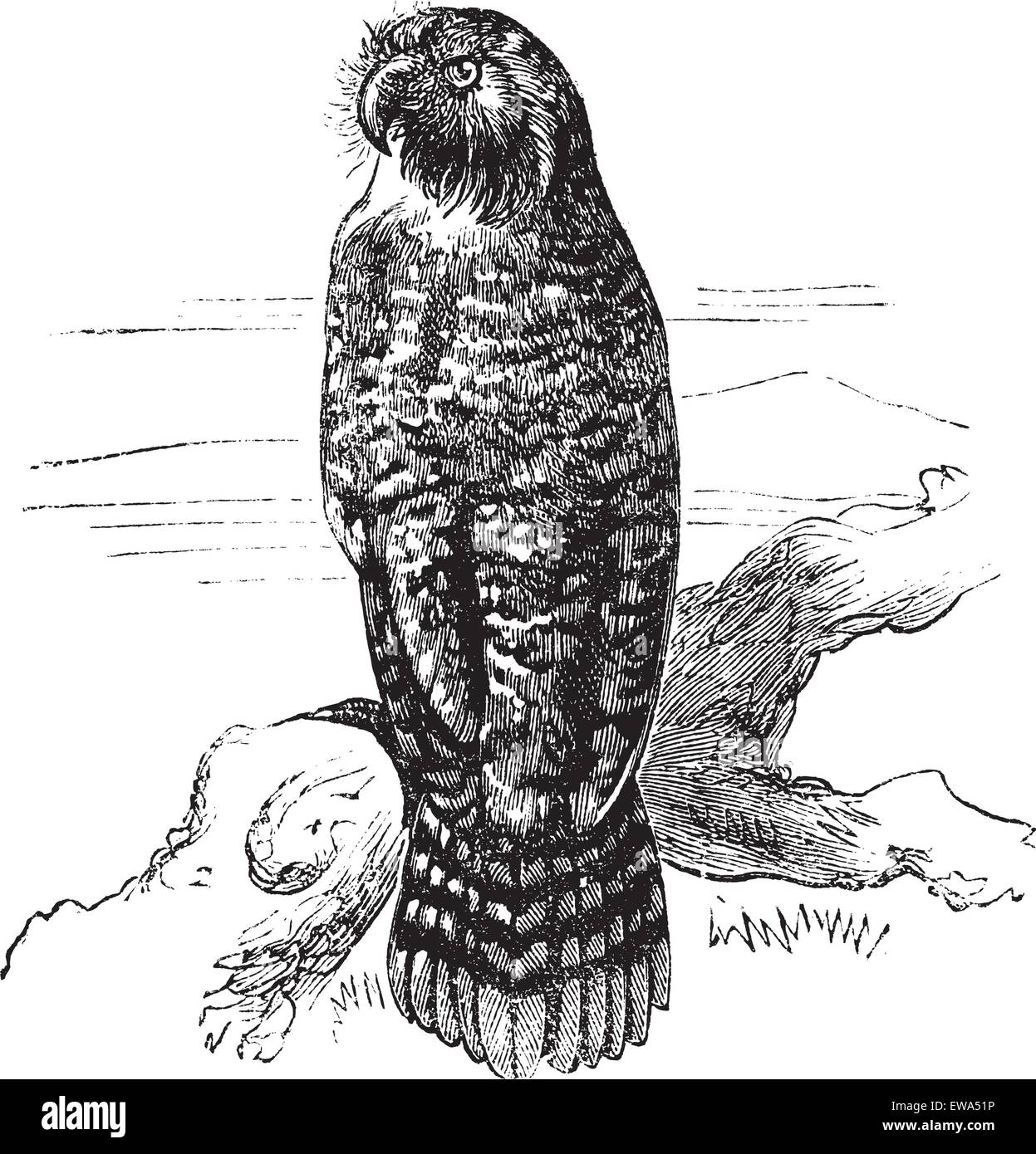 31+ Kakapo Parrot Price Images