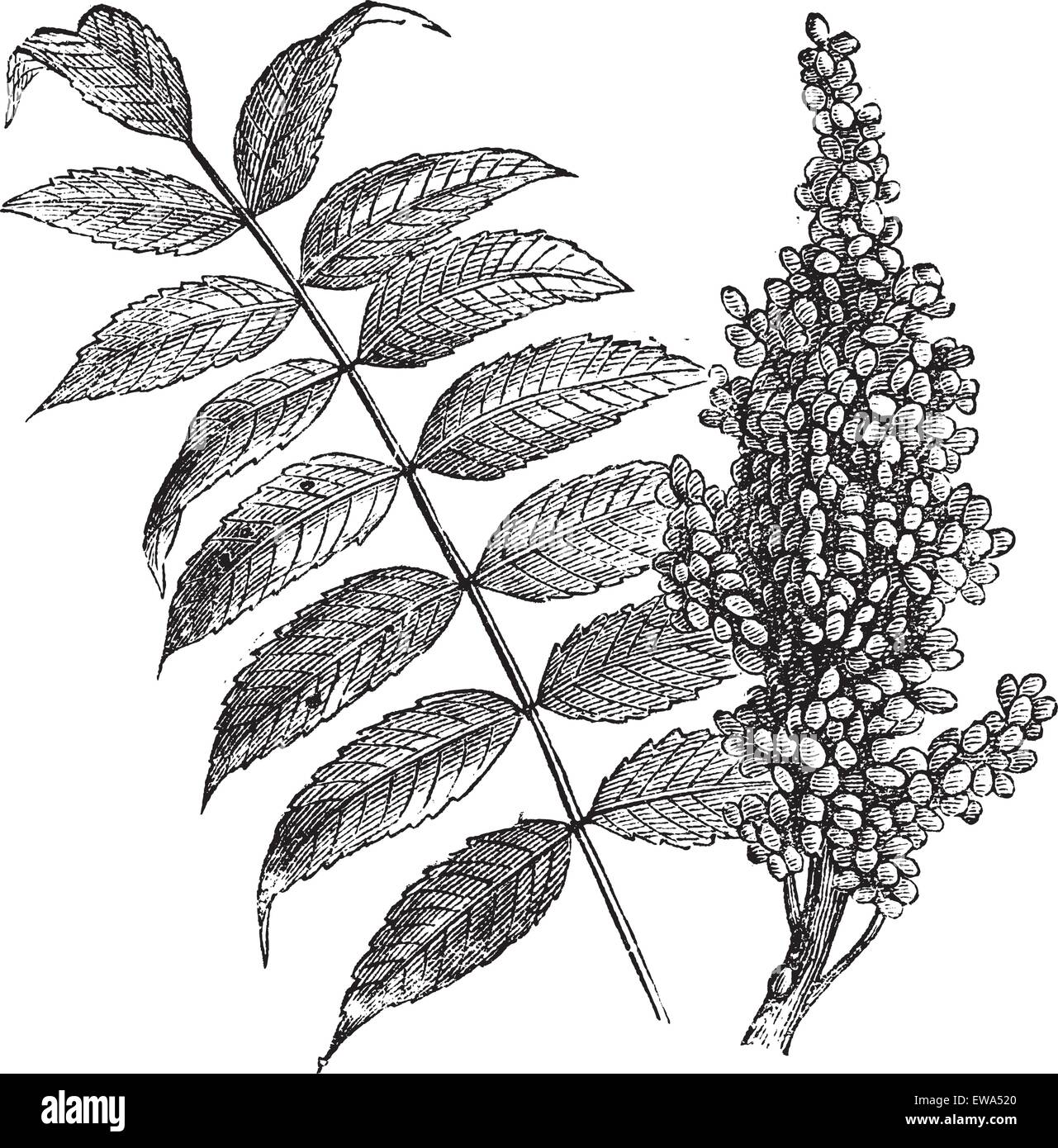 Smooth sumac (Rhus glabra), vintage engraved illustration. Fresh Sumac leaves and berries on white. Trousset encyclopedia (1886 Stock Vector