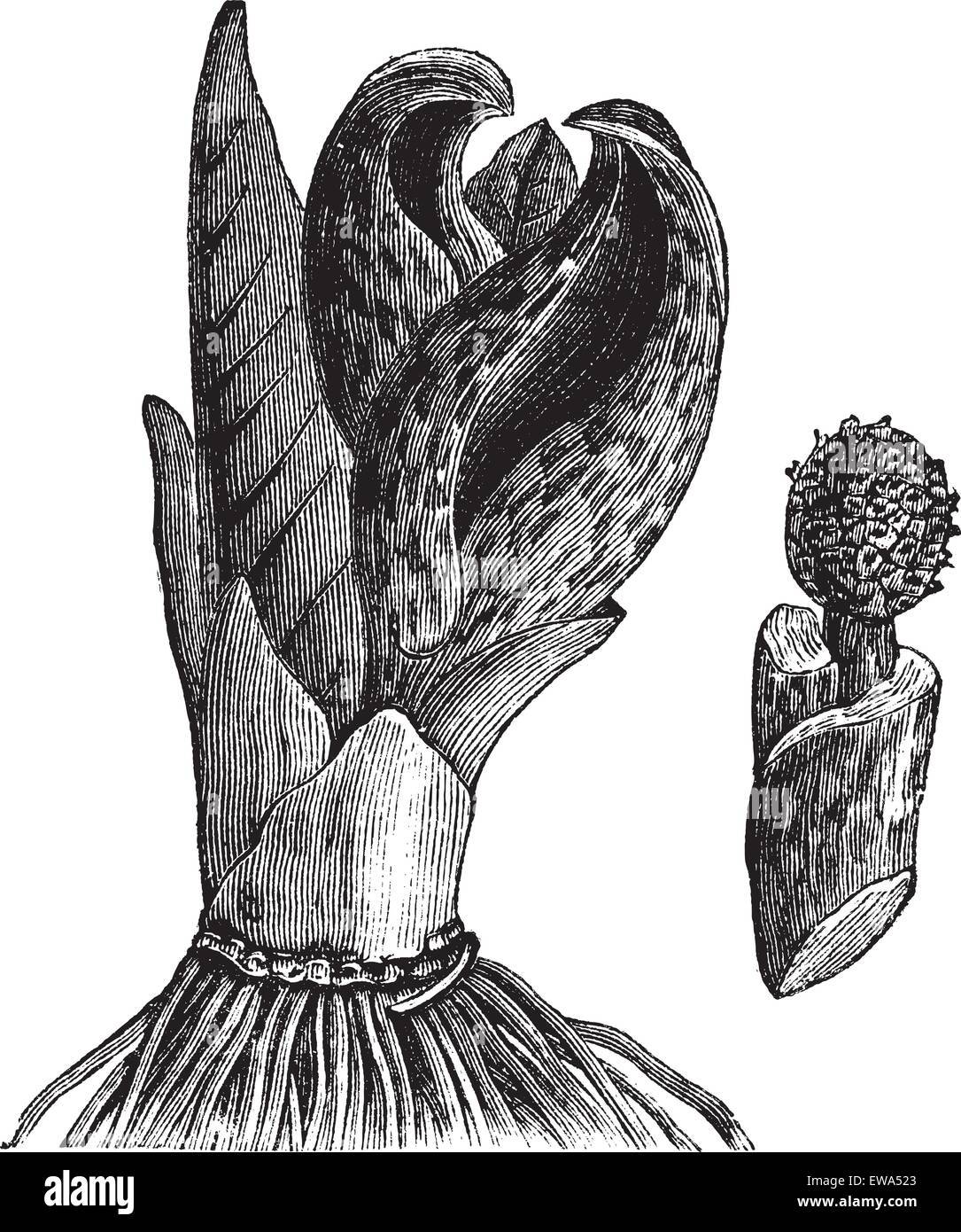 Skunk cabbage (Symplocarpus foetidus) or Eastern Skunk Cabbage or