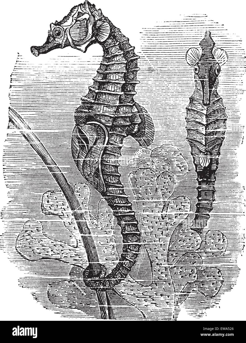 Hippocampus (Syngnathus hippocampus) or  short-snouted seahorse, vintage engraved illustration. Seahorse. Trousset encyclopedia Stock Vector