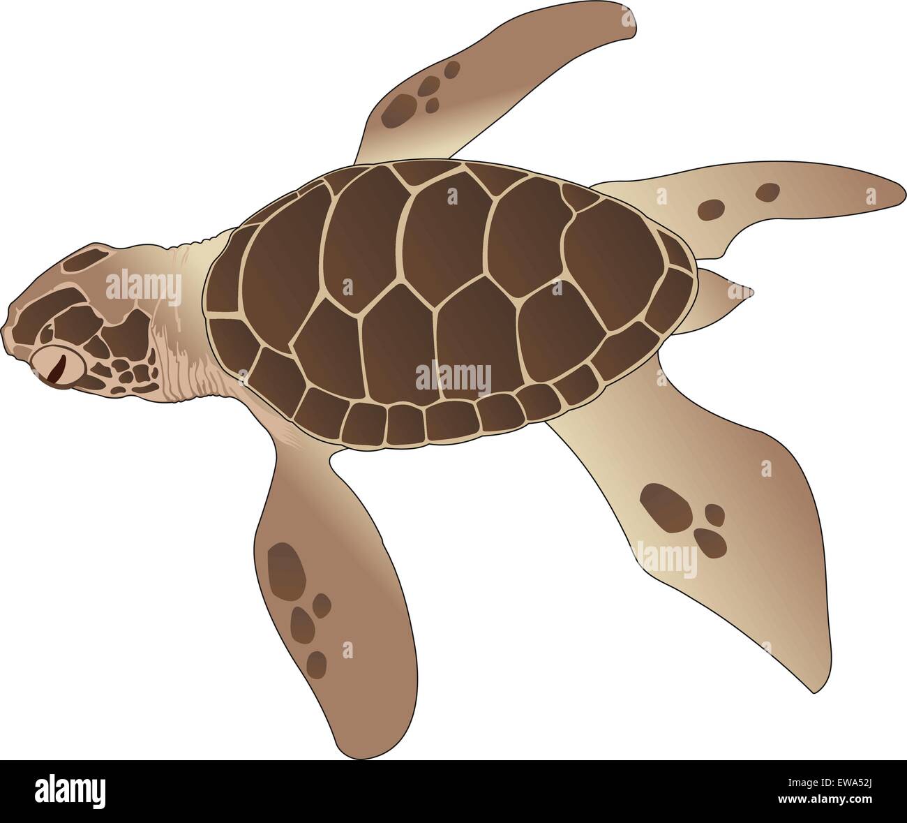 Sea Turtle, Brown, vector illustration Stock Vector