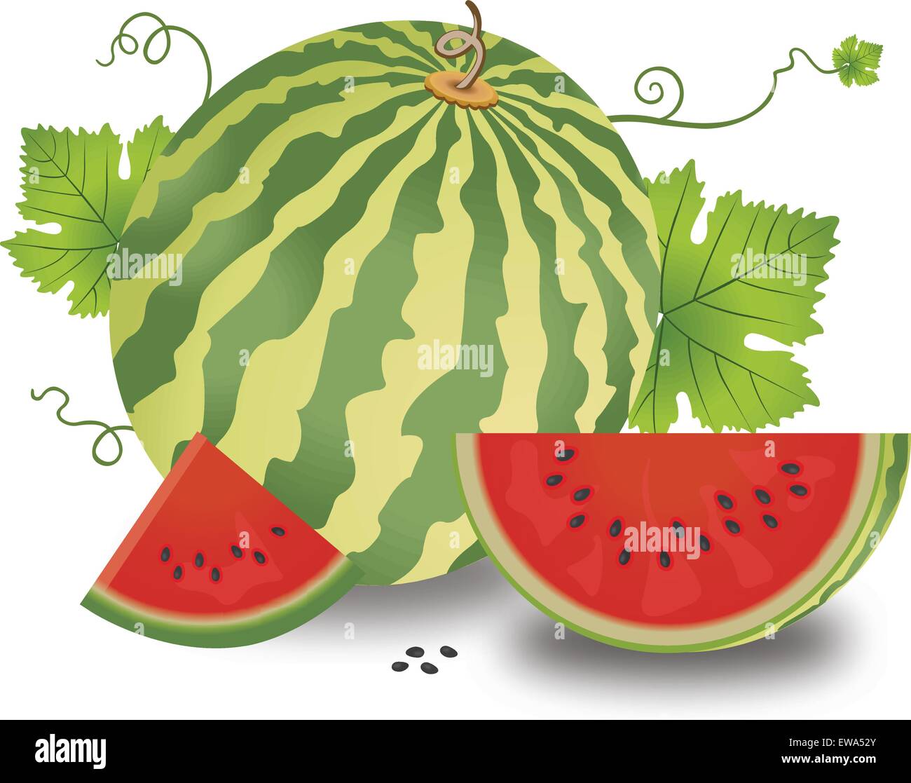 Watermelon, Fruit, Whole and Sliced, with Leaves and Vines, Seeds, vector illustration Stock Vector