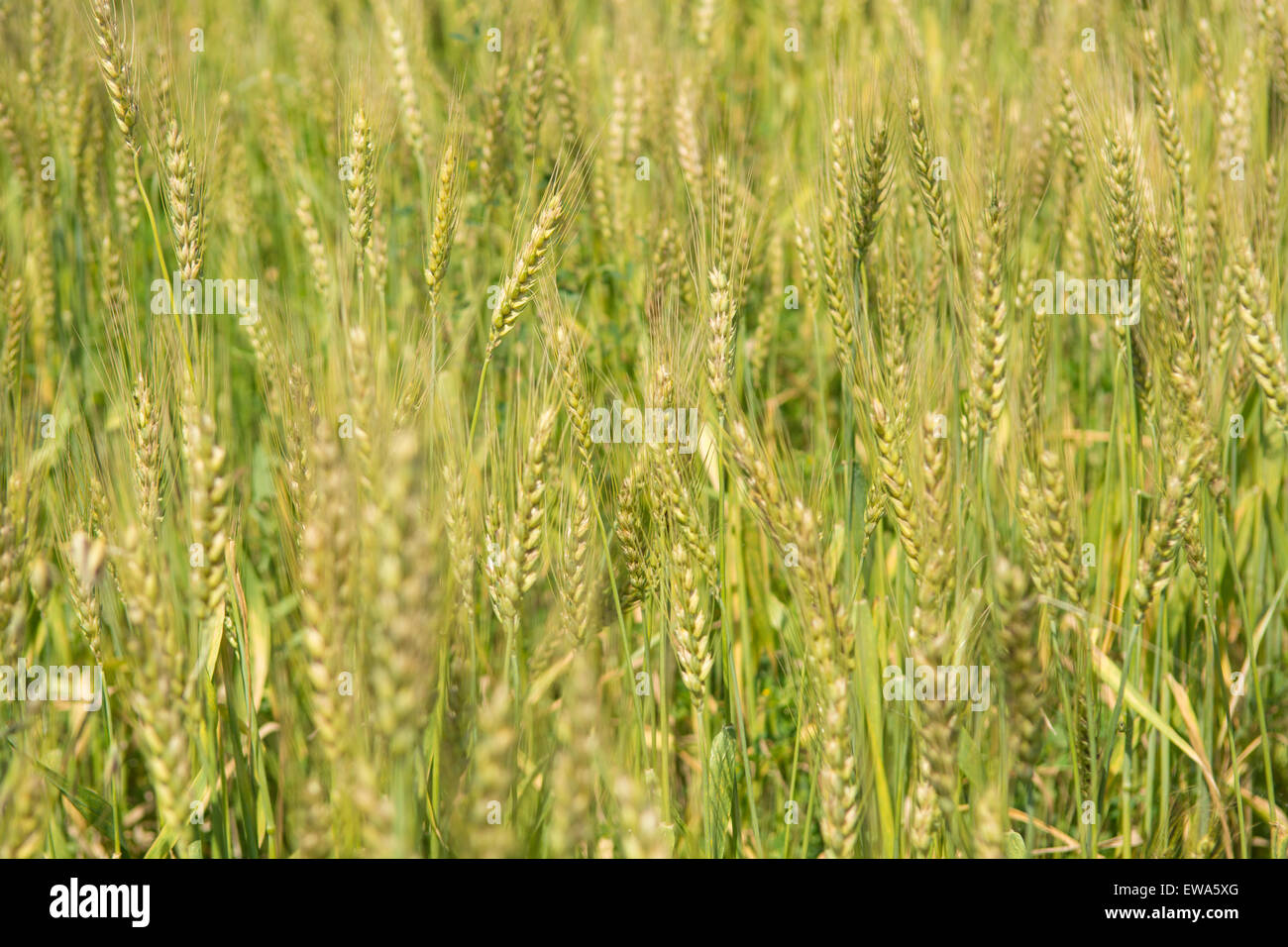 Wheat field Jhelum Pakistan Stock Photo