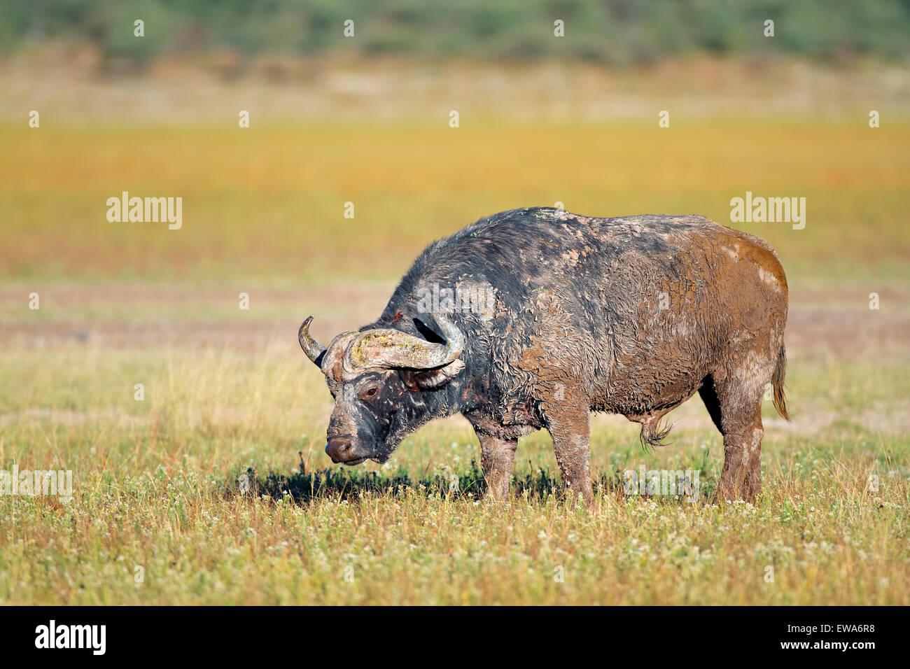 Mud covered African or Cape buffalo bull (Syncerus caffer), South Africa Stock Photo