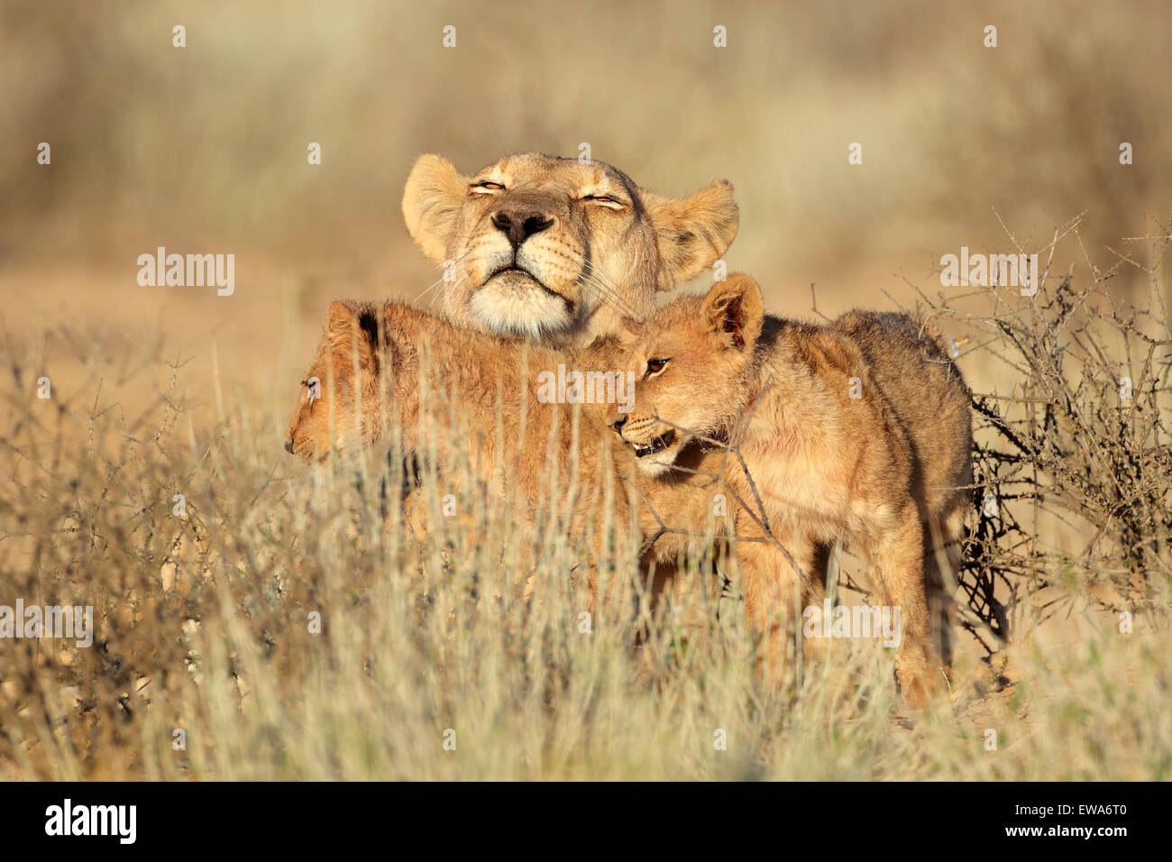 Lioness with young lion cubs (Panthera leo), Kalahari desert, South Africa Stock Photo