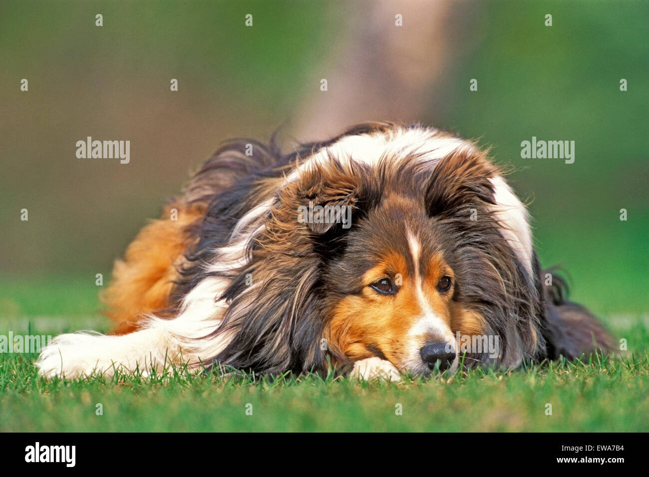 Shetland Sheepdog laying in grass, portrait Stock Photo - Alamy