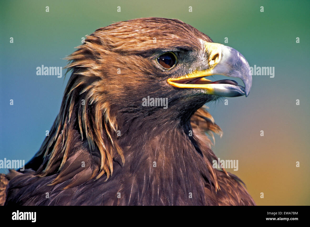 Golden Eagle, Aquila chrysaetos , portrait closeup Stock Photo - Alamy