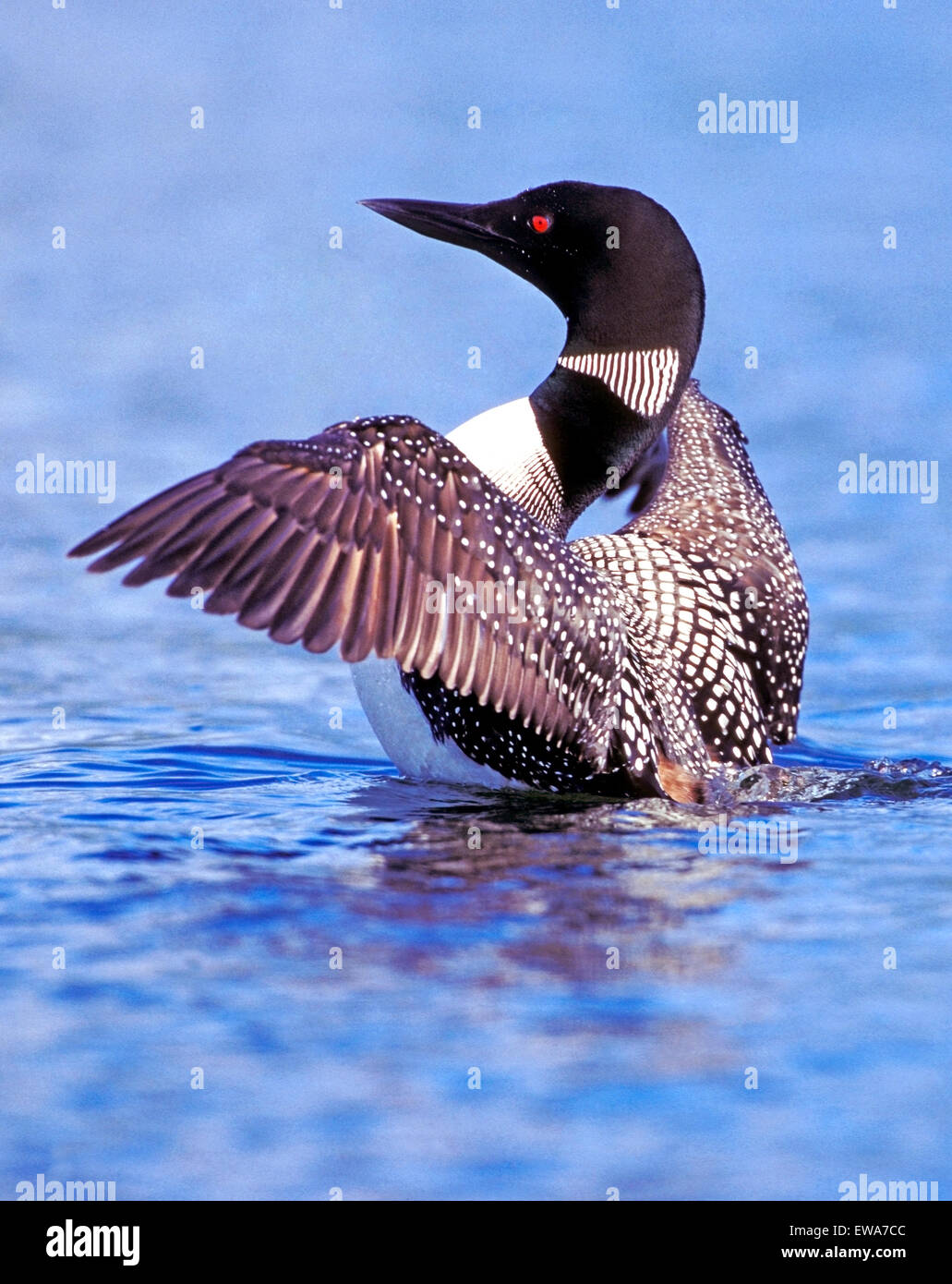 Common Loon or Great Northern Diver wings spread Stock Photo
