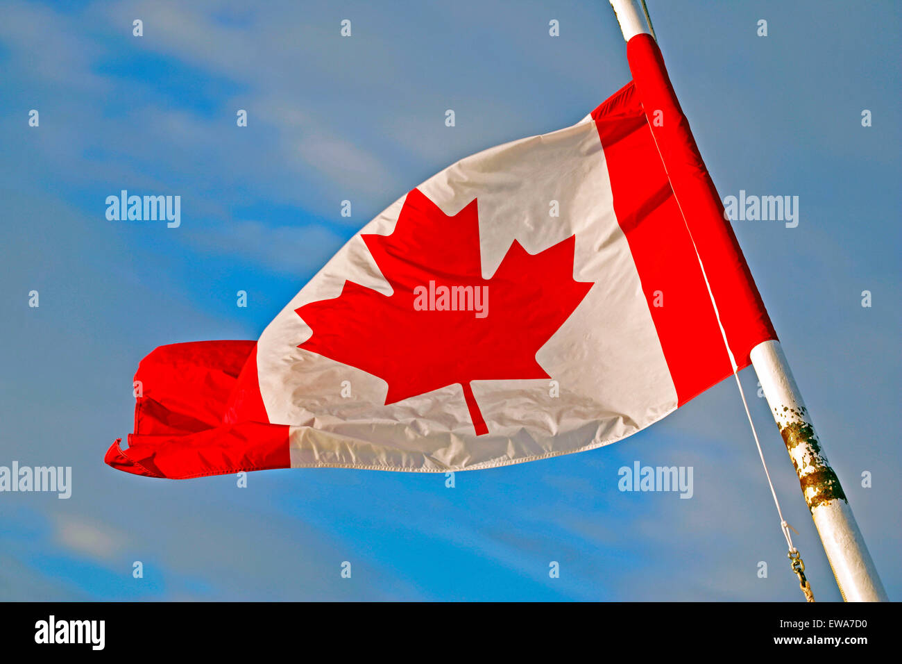 Canadian Flag in red and white with maple leaf Stock Photo