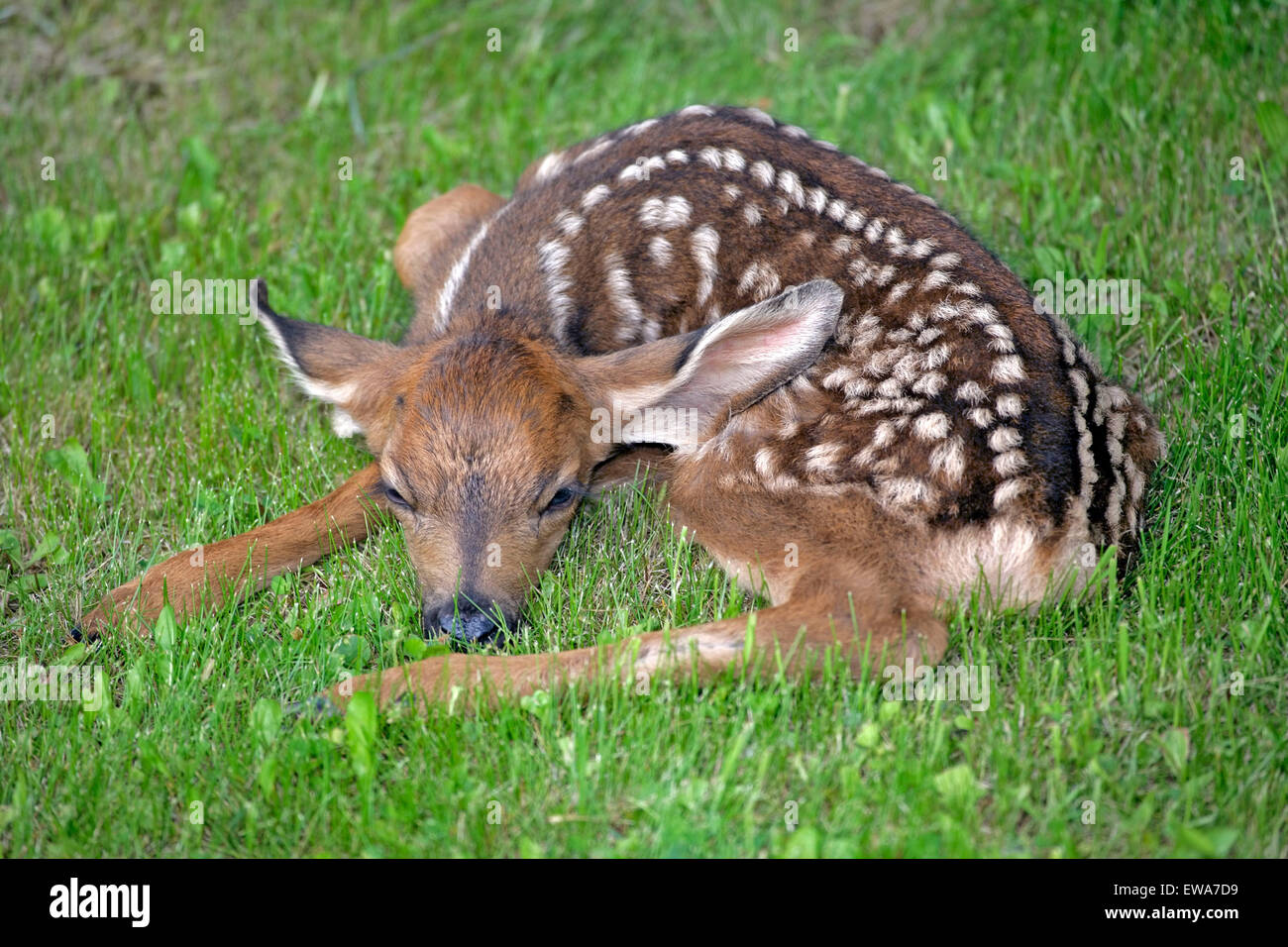 Mule Deer Fawn, few days old resting in grass (Odocoileus hemionus ) Stock Photo
