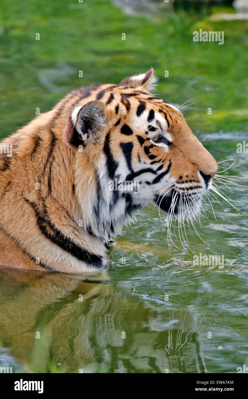 Bengal Tiger standing in water, portrait closeup Stock Photo