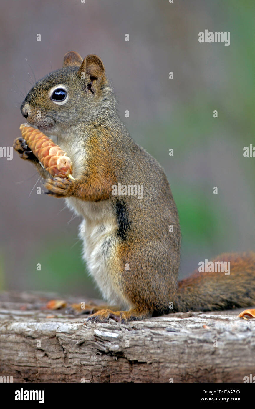 Red Squirrel sitting on old log feeding on spruce cone Stock Photo