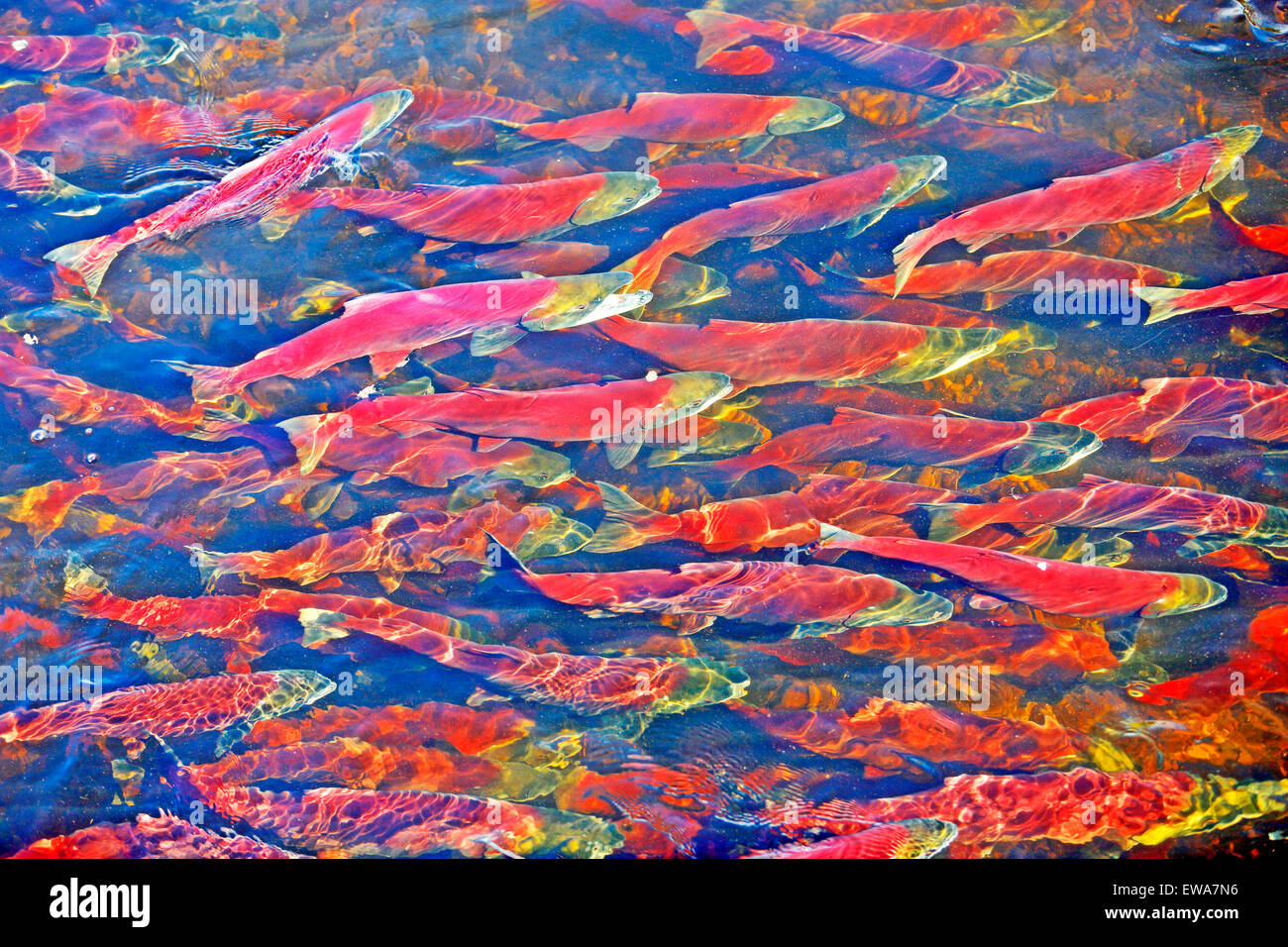 School of Sockeye Salmon swimming in river to their individual spawning grounds Stock Photo