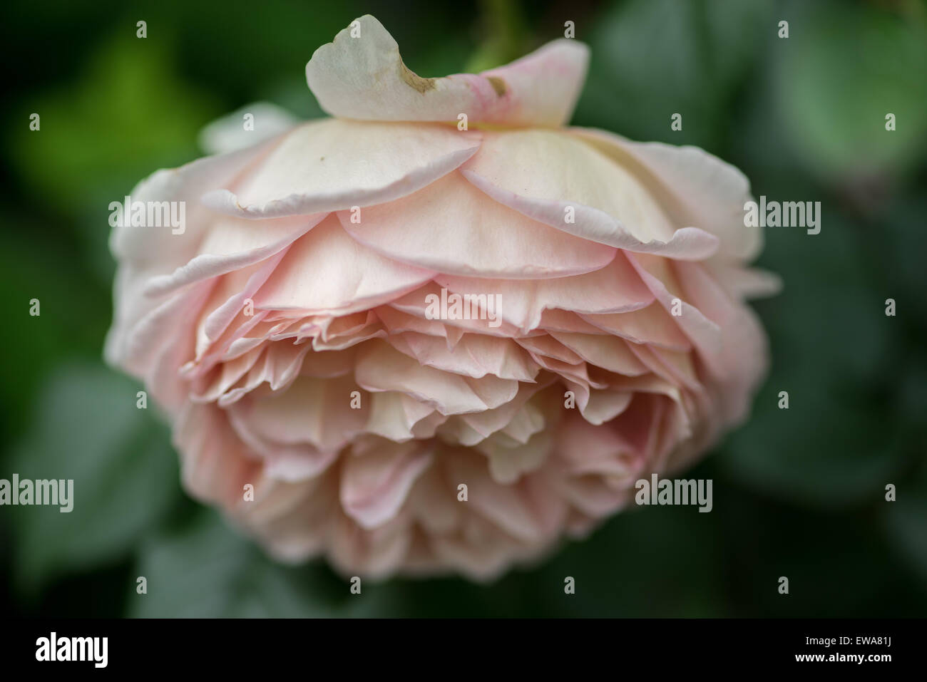 Graceful pale pink rose close up Stock Photo