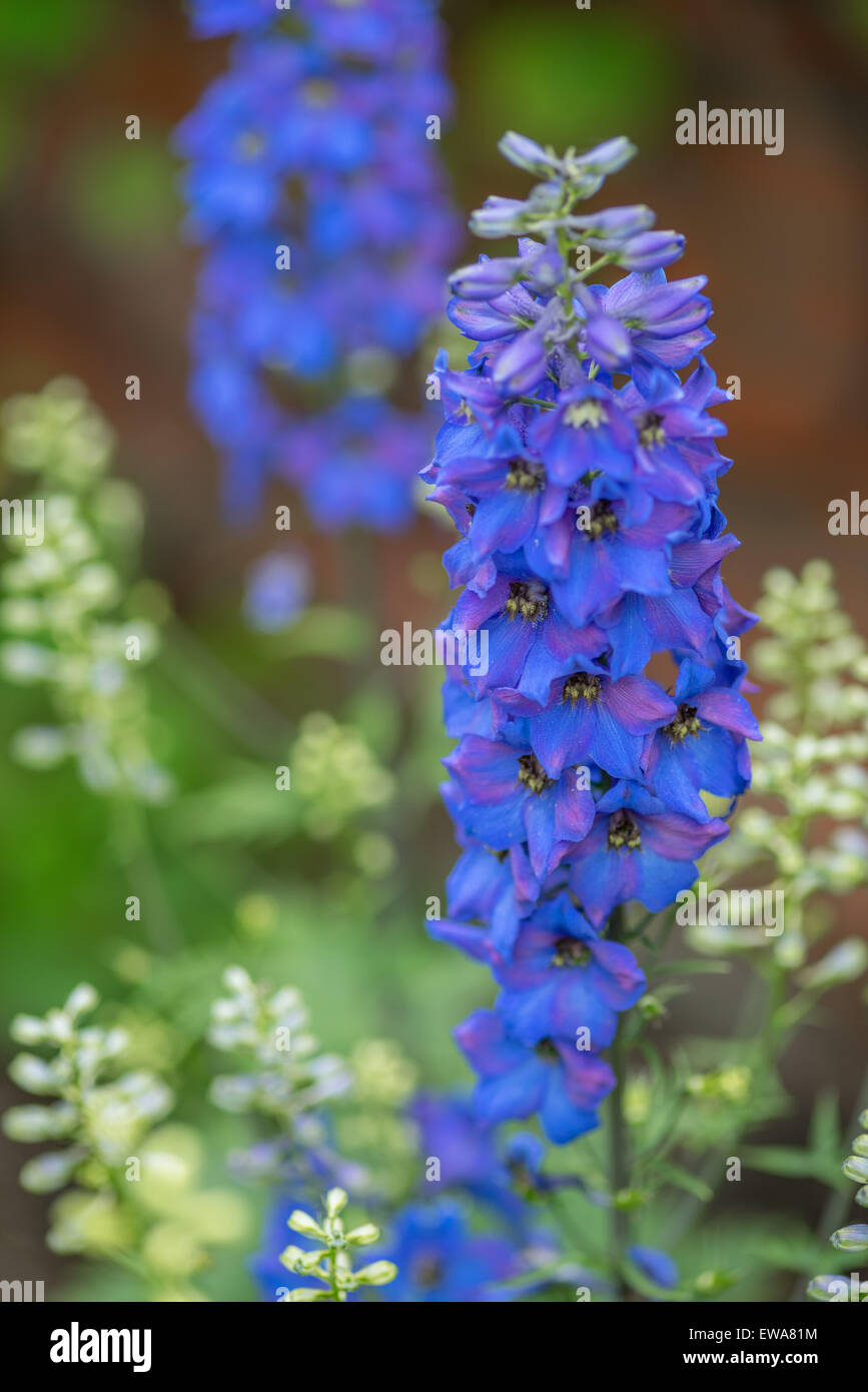 Larkspur Delphinium Blue Flower Close Up Stock Photo Alamy