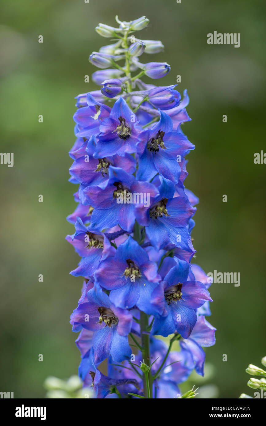 Larkspur Delphinium blue flower close up Stock Photo