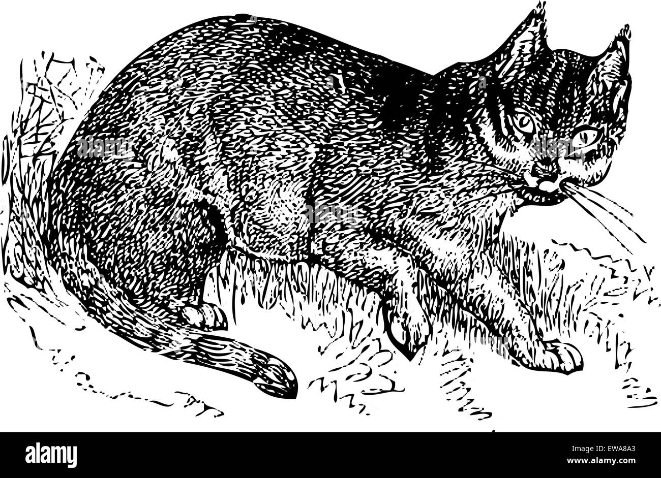 Old Engraving Wild Cat Felis Stock Vector Images Alamy