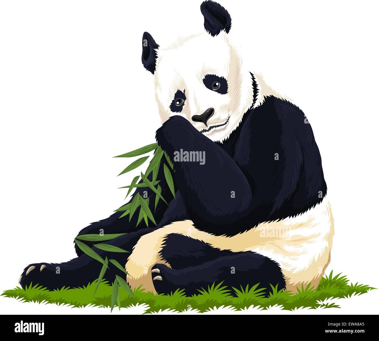 Panda In Vector Vector illustration of panda Stock Vector Image & Art - Alamy
