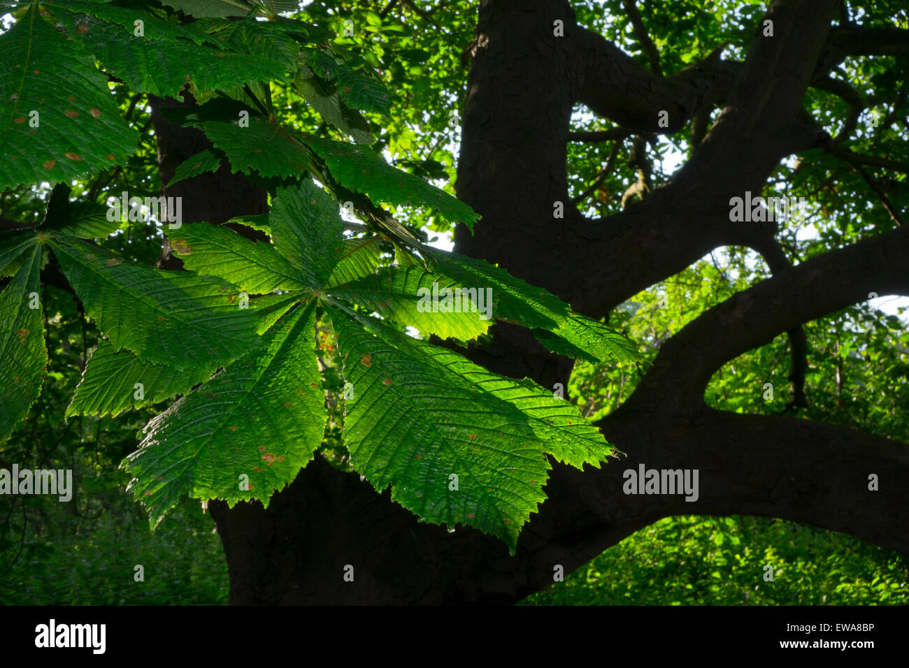 leaf horse chestnut tree aesculus hippocastanum Stock Photo Alamy
