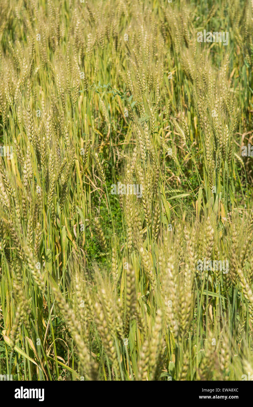 Wheat field Jhelum Pakistan Stock Photo