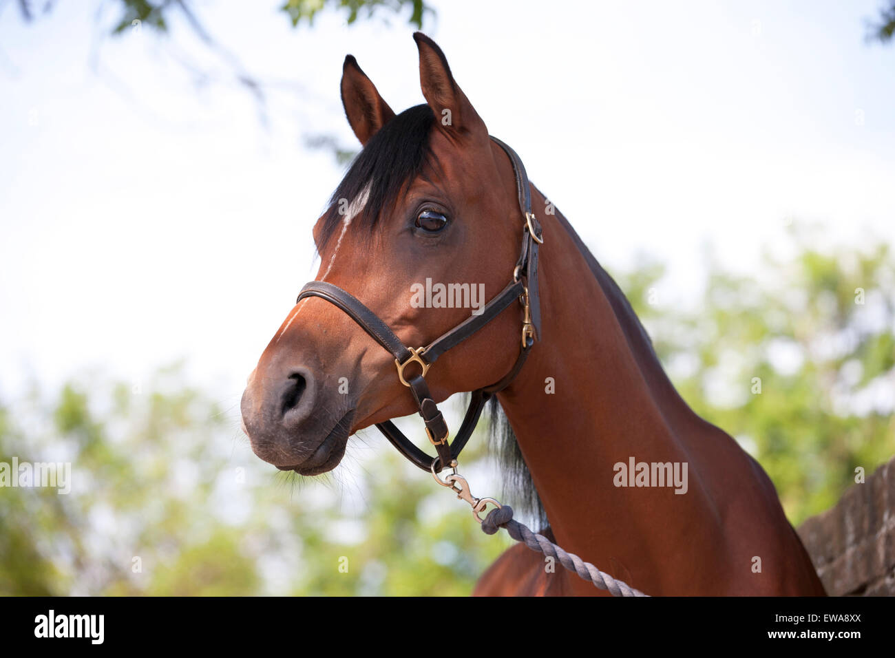 An Arabian horse wearing a leather halter Stock Photo Alamy